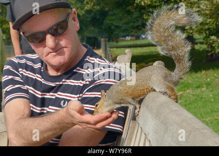 Mann Fütterung Grauhörnchen (Sciurus carolinensis) mit der Hand auf der Parkbank, St. James's Park, London, UK, September 2014. Stockfoto