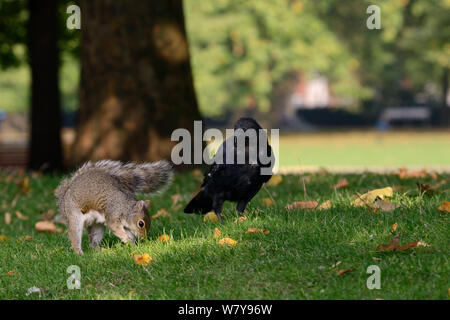 Graue Eichhörnchen (Sciurus carolinensis) vergraben, Erdnuss, die ihm von Touristen in Rasen, beobachtet von Nebelkrähe (Corvus corone) Wer wird dann den Cache später stehlen, St. James&#39;s Park, London, UK, September. Stockfoto