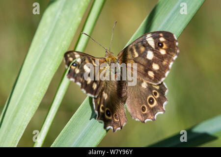 Lepidoptera Pararge semiargus (libel Butterfly / Schmetterling Waldbrettspiel) Stockfoto