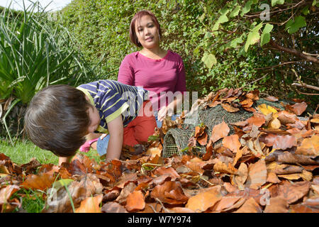 Junge blickend in Igel Unterschlupf unter Garten Hecke positioniert, Bristol, Großbritannien, Oktober 2014. Model Released. Stockfoto