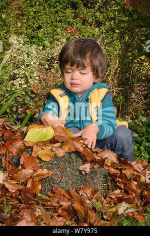 Junge Junge, die Igel Unterschlupf mit Blätter unter Garten Hecke, Bristol, Großbritannien, Oktober 2014. Model Released. Stockfoto