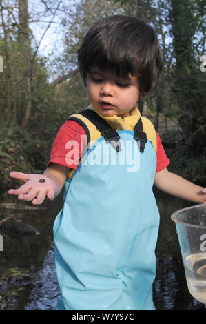 Junge am Teich Schnecke sucht er im Stream verfangen hat, in der Hand hielt, Bristol, Großbritannien, Oktober 2014. Model Released. Stockfoto