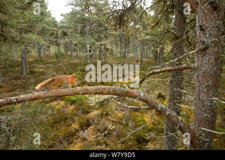 Eichhörnchen (Sciurus vulgaris) entlang der Filiale laufen, Black Isle, Schottland, UK, April. Stockfoto