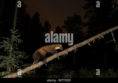 Baummarder (Martes martes) auf umgefallene Baum, Black Isle, Schottland, UK, November. Durch die Kamera trap fotografiert. Stockfoto