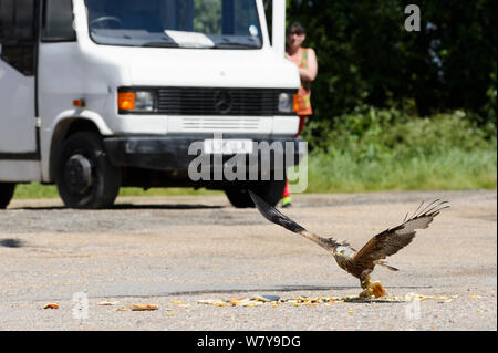 Frau beobachten Rotmilan (Milvus milvus) herauf Essensreste von einem strassenrand Cafe, Chilterns, England, Juni. Stockfoto