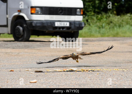 Rotmilan (Milvus milvus) im Sturzflug auf Essensreste von einem strassenrand Cafe, Chilterns, England, Juni zu füttern. Stockfoto