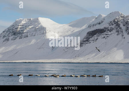 Gemeinsame Eiderente (Somateria Mollissima) Herde auf Wasser und Berge, Snaefellsness Halbinsel, Island, März 2014. Stockfoto