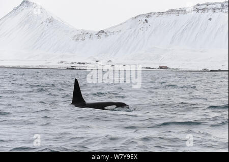 Männliche Nordatlantik Schwertwal (Orcinus orca) an der Oberfläche in der Nähe der Küste, Grundarfjordur, Island, März. Stockfoto