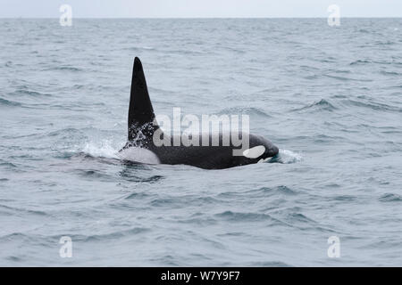 Männliche Nordatlantik Schwertwal (Orcinus orca) an der Oberfläche Grundarfjordur, Island, März. Stockfoto