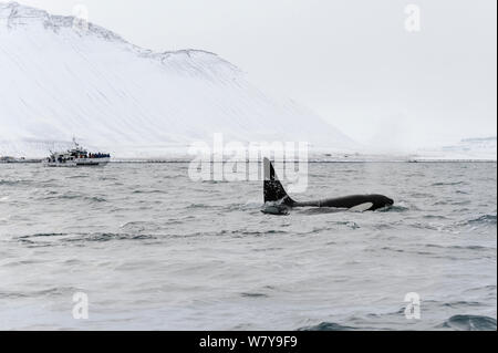 Männliche Nordatlantik Schwertwal (Orcinus orca) an Oberflächen mit Whale Watching Boot in der Entfernung. Grundarfjordur, Island, März 2014. Stockfoto