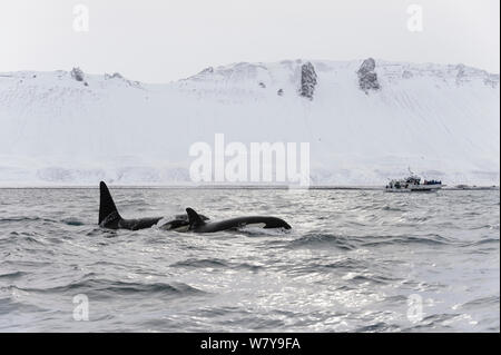 North Atlantic Schwertwal (Orcinus orca) junge männliche, erwachsene Frau und Kalb an Oberflächen mit Whale Watching Boot in der Entfernung. Grundarfjordur, Island, März 2014. Stockfoto