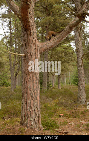 Baummarder (Martes martes) im Baum, Black Isle, Schottland, UK, September. Durch die Kamera trap fotografiert. Stockfoto