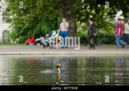 Haubentaucher (Podiceps cristatus) auf dem Wasser mit Menschen im Hintergrund, Regents Park, London, UK, Mai. Stockfoto