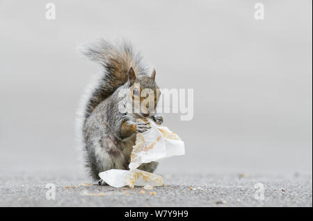 Graue Eichhörnchen (Sciurus carolinensis) Essen Krümel vom Kuchen wrapper. Regents Park, London, UK, Mai. Stockfoto