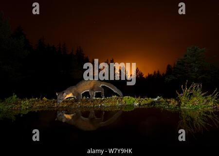 Baummarder (Martes martes) am Rand des Wassers, Orange glühen in Himmel hinter aus die Lichter von Inverness. Black Isle, Schottland, UK, September. Durch die Kamera trap fotografiert. Stockfoto