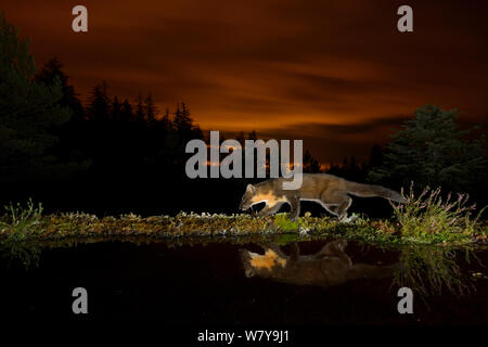 Baummarder (Martes martes) zu Fuß entlang dem Rand des Wassers, Orange glühen in Himmel hinter aus die Lichter von Inverness. Black Isle, Schottland, UK, September. Durch die Kamera trap fotografiert. Stockfoto