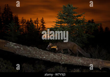 Baummarder (Martes martes) entlang Zweig, Orange glühen in Himmel hinter aus die Lichter von Inverness. Black Isle, Schottland, UK, September. Durch die Kamera trap fotografiert. Stockfoto