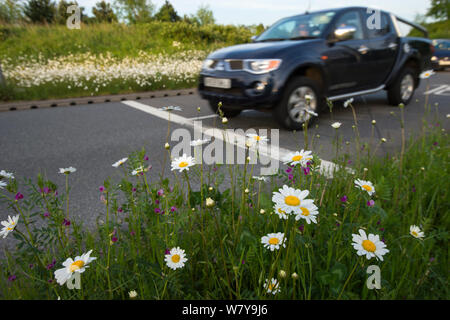 Ox-eye Margeriten (Leucanthemum vulgare), die auf der Straße kurz neben Autobahnzubringer, Maidstone, Kent, UK, April. Stockfoto