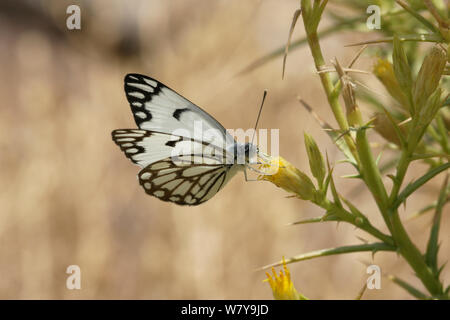 Kapern weißer Schmetterling (Belenois aurota) auf Iphiona horrida, April, Oman Stockfoto