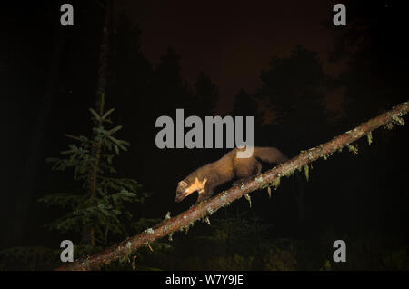 Baummarder (Martes martes) auf umgefallene Baum, Black Isle, Schottland, Großbritannien, Oktober. Durch die Kamera trap fotografiert. Stockfoto