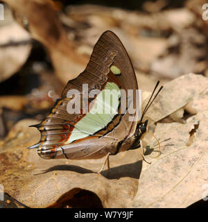 Gemeinsame nawab Schmetterling (Polyura athamas) Thailand, Februar. Stockfoto