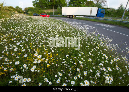 Ox-eye Margeriten (Leucanthemum vulgare), die auf der Straße kurz neben Autobahnzubringer, Maidstone, Kent, UK, April. Stockfoto