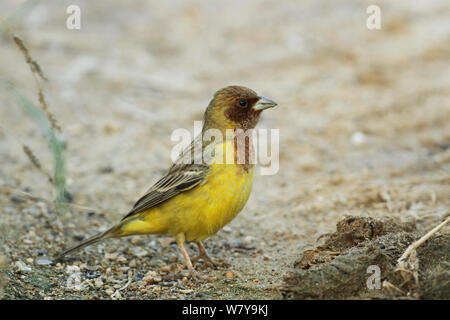 Rothaarige Bunting (Emberiza bruniceps) auf Masse, Oman, November Stockfoto