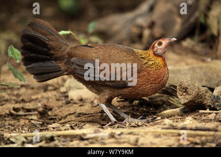 Red junglefowl (Gallus gallus) Weiblich, Thailand, Februar Stockfoto