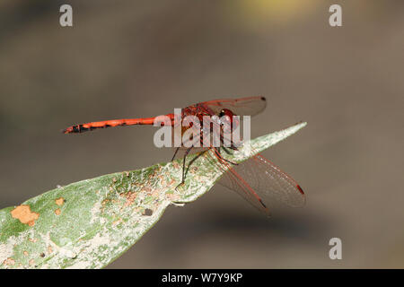 Rot geäderten dropwing Dragonfly (Trithemis arteriosa) männlich, Oman, November. Stockfoto