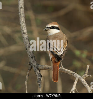 Red tailed Shrike (Lanius phoenicuroides) Männliche thront, während der Migration, Oman, April Stockfoto