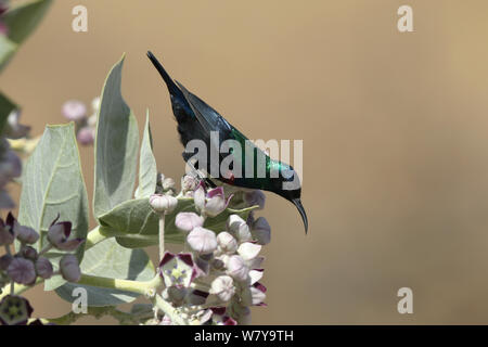 Shining sunbird (Cinnyris habessinicus) männlichen auf Sodom &#39;s Apple (Calotropis procera), Oman, Februar Stockfoto