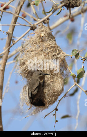 Shining sunbird (Cinnyris habessinicus) Weibchen auf Nest, Oman, Mai Stockfoto