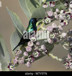 Shining sunbird (Cinnyris habessinicus) männlichen auf Sodom &#39;s Apple (Calotropis procera), Oman, Februar Stockfoto