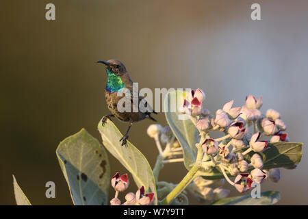 Shining sunbird (Cinnyris habessinicus) junge männliche auf Sodom &#39;s Apple (Calotropis procera), Oman, November Stockfoto