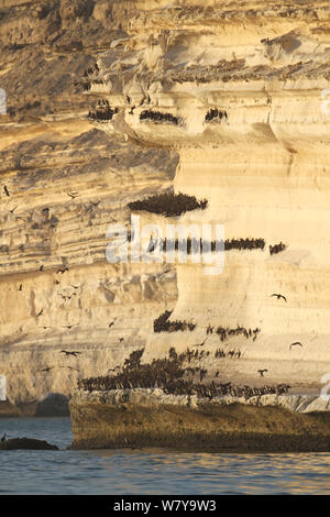 Sokotra Kormoran (Phalacrocorax nigrogularis) Rastplätze auf Felsen, Oman, Dezember Stockfoto