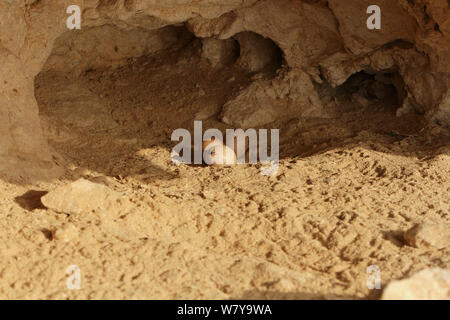 Rußfalke (Falco concolor) Nest mit Eiern, Oman, August Stockfoto
