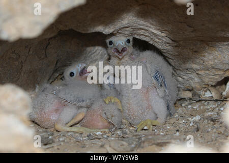 Rußfalke (Falco concolor) Küken in Nest, Oman, August Stockfoto