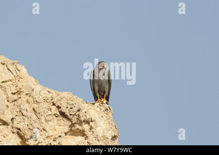 Rußfalke (Falco concolor) Erwachsene auf die Klippe, Oman, August Stockfoto