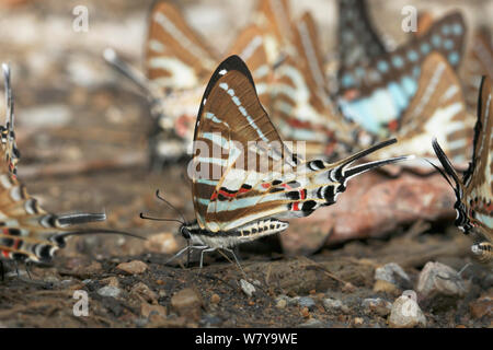 Ort swordtail Schmetterlinge (Schmetterling) nomius puddling, Thailand Stockfoto