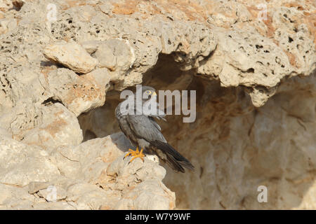 Rußfalke (Falco concolor) Erwachsenen putzen, Oman, August Stockfoto