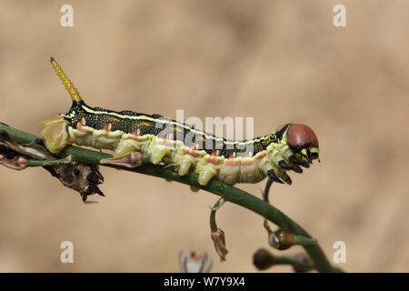 Gestreifte tabakschwärmer (hyles Lineata) Caterpillar, März, Oman Stockfoto