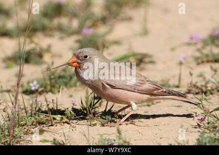 Trompeter Finch (Bucanetes githagineus) männliche Fütterung auf den Boden, Oman, April Stockfoto