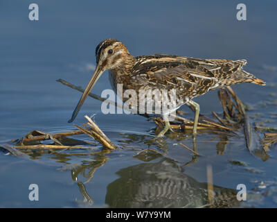 Bekassine (Gallinago gallinago) Futtersuche im Wasser. Le Teich, Gironde, Französisch, September Stockfoto