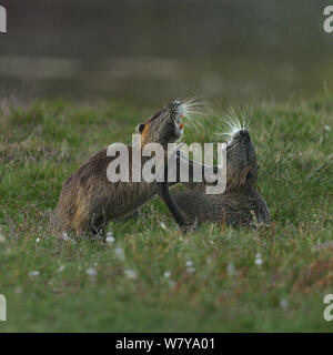 Nutria (Myocastor nutria) kämpfen, Le Teich, Gironde, Frankreich, Oktober Stockfoto