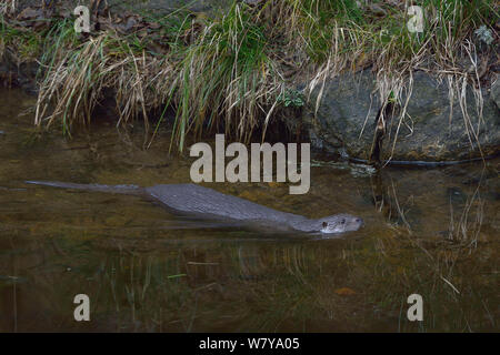 Europäischer fluss Fischotter (Lutra lutra) in Wasser, Nationalpark Bayerischer Wald, Bayern, Deutschland. Gefangen. Stockfoto