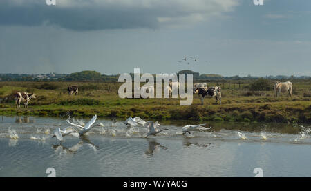 Höckerschwan (Cygnus olor) Herde weg vom Fluss mit Kühe im Hintergrund, bretonische Marsh, Frankreich, September Stockfoto