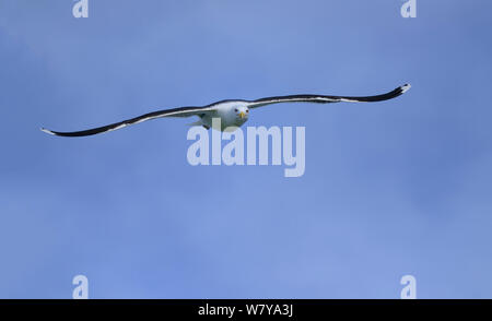 Great black-backed Möwen (Larus marinus) im Flug, tolle Saltee Inseln, County Wexford, Irland. Mai. Stockfoto