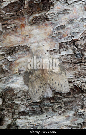 Lobster Moth (Stauropus fagi) Weibliche ruht auf Baumrinde, Dorset England. September. Stockfoto