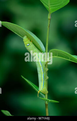 Oleander tabakschwärmer (Daphnis nerii) Caterpillar, endgültige instar, Kreta. August. Stockfoto