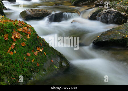 Owengarriff Fluss, Nationalpark Killarney, County Kerry, Republik Irland. November 2013. Stockfoto